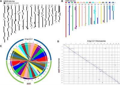 Classification of Grain Amaranths Using Chromosome-Level Genome Assembly of Ramdana, A. hypochondriacus